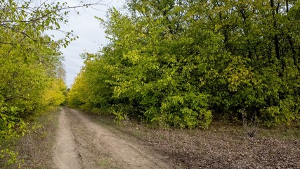 Fototapeta premium Dirt path through lush green forest in autumn, scenic nature, hiking, tranquility, fall foliage
