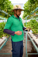 Obraz premium Farmer harvesting hydroponic lettuce in greenhouse