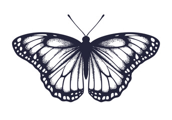 Butterfly isolated on white background. Pen and ink drawing. Vector illustration.