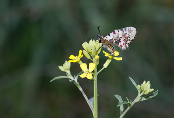 photos of butterflies from wildlife and nature