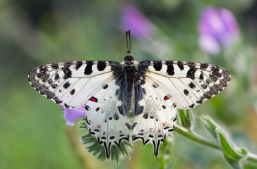 photos of butterflies from wildlife and nature