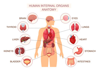 Human body internal organs. Infographic poster with liver and kidneys, brain and eye, lungs and heart. Anatomy system diagram with names isolated. Vector illustration
