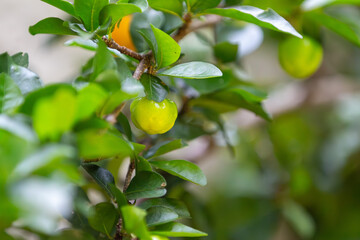 Aceroleira com fruta. Acerola. Brasil.	