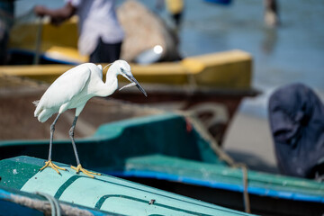bird catching fish at the fish market of negombo, sri lanka
