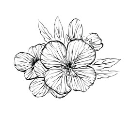 Flowers in line art style. Black and white line illustration. Vector flower isolated on white. Oenothera speciosa is a species of evening primrose.