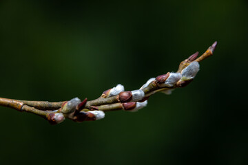 buds on a branch