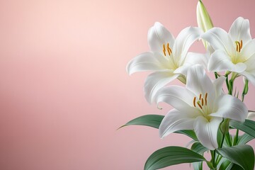 Naklejka premium Easter Background, Easter Banner, Elegant White Lilies Bouquet Pink Background Floral Still Life Photography