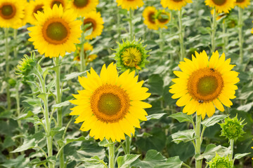 Obraz premium yellow flowers, agricultural products. photos of sunflowers.