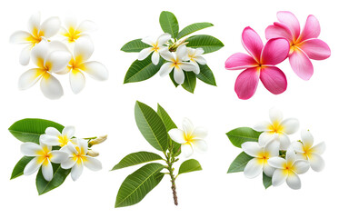 Collection of bright frangipani flowers on white or transparent background