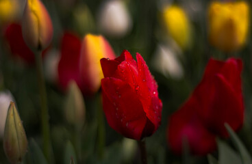 red tulip