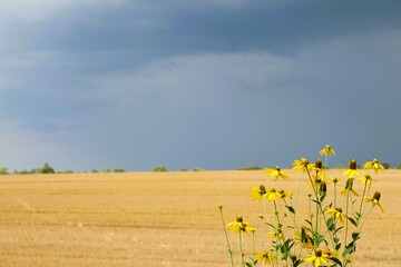 Wheat field before a thunderstorm