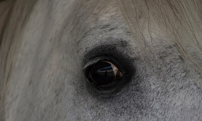 horse eye close up