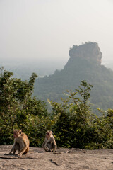 monkey on pidurangala rock, Sigiriya, sri lanka