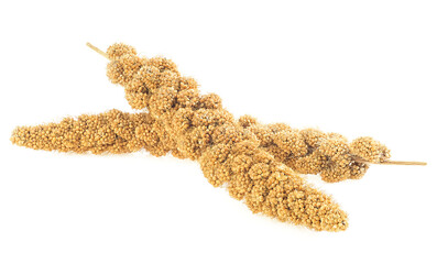 Twigs of Senegal millet isolated on a white background. Millet sticks with seeds.