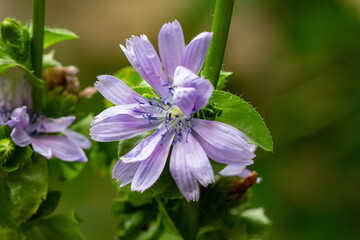 Flor da Chicória-belga ou endívia. Salada.	
