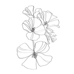 black and white line illustration of Eschscholzia flower on a white background