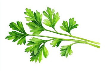 Fototapeta premium Fresh Parsley Watercolor Sprig - Vibrant green parsley, watercolor painted, symbolizes freshness, health, flavor, nature, and culinary art