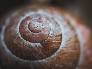 Schneckenhaus in der Nahaufnahme