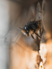Biene im Bienenhaus