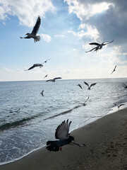 Seascape. Seagulls fly over the dark sea and sandy beige shore against the blue cloudy sky, side view. Sunlight slightly breaks through from behind a large dark cloud, slightly illuminating the shore.