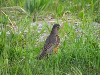 American robin searching a grassy meadow for an earthworm to eat. Canaan Valley National Wildlife Refuge, Tucker County, Davis, West Virginia.