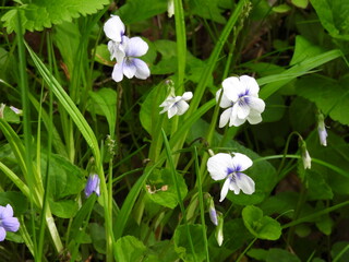 Sweet white violet, viola blanda, wildflowers bloomed within the wetlands of the Canaan Valley National Wildlife Refuge, Tucker County, Davis, West Virginia.