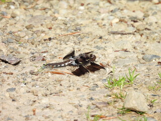 A common whitetail dragonfly living within the wetlands of the Canaan Valley National Wildlife Refuge, Tucker County, Davis, West Virginia.