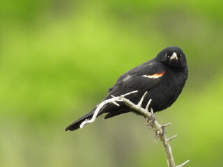 A red-winged blackbird perched on a branch. Canaan Valley National Wildlife Refuge, Tucker County, Davis, West Virginia.