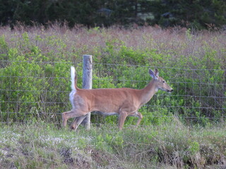 Whitetail deer living within the Canaan Valley National Wildlife Refuge, Tucker County, Davis, West Virginia.