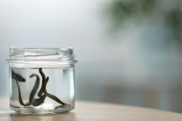 Medicinal leeches in glass jar on wooden table, closeup. Space for text