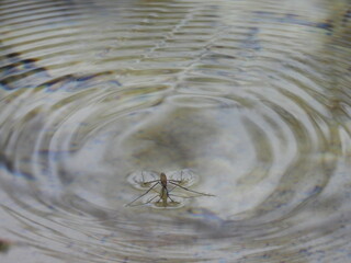 Aquatic insect, water strider, floating on top of the wetland water. Canaan Valley National Wildlife Refuge, Tucker County, Davis, West Virginia.