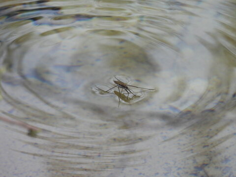 Aquatic insect, water strider, floating on top of the wetland water. Canaan Valley National Wildlife Refuge, Tucker County, Davis, West Virginia.