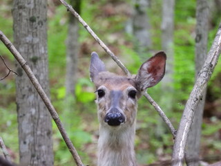 Portrait of a whitetail deer, doe living within the forest of the Canaan Valley National Wildlife Refuge, Tucker County, Davis, West Virginia.