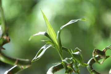 Decorative bamboo plant on blurred green background, closeup