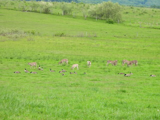 Whitetail deer and Canadian geese feeding on the lush green vegetation within the Canaan Valley,...