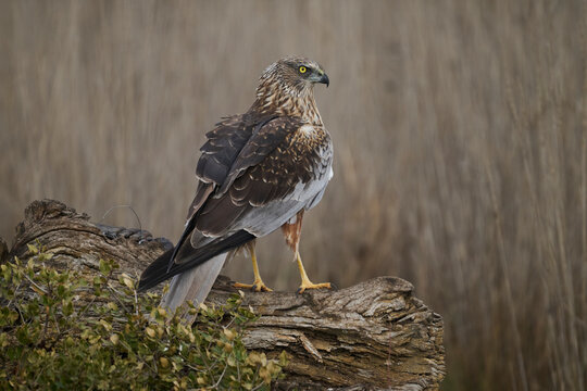 Red kite perched, watchful for prey in a natural setting