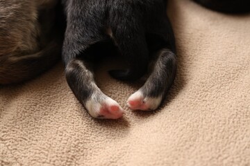Tiny puppies lying on beige blanket, closeup