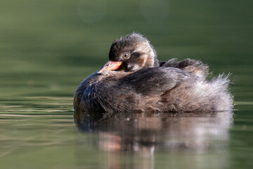 Zwergtaucher ruht auf einem Teich