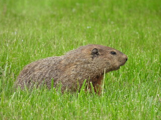 A groundhog living within the Canaan Valley National Wildlife Refuge, Tucker County, Davis, West Virginia.