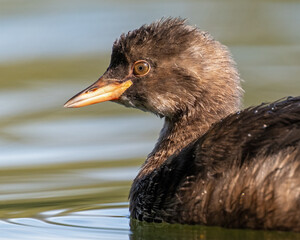 Tierportrait von einem Zwergtaucher
