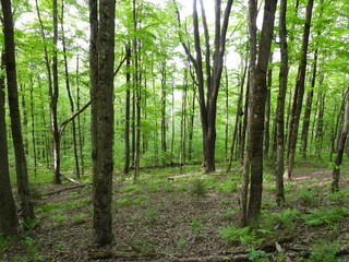 The natural beauty of the woodland forest within the Canaan Valley National Wildlife Refuge, Tucker County, Davis, West Virginia.