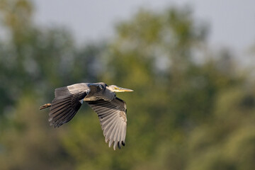 Graureiher im Flug