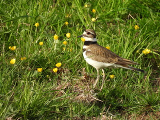 Killdeer living within the wetlands of the Canaan Valley National Wildlife Refuge, Tucker County, Davis, West Virginia,