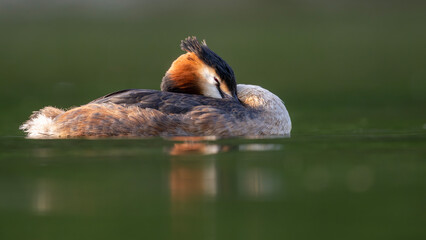Haubentaucher ruht im Abendlicht auf dem spiegelglatten Fluss