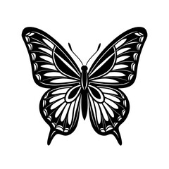 butterfly on white background