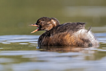 Zwergtaucher-Jungtier schreit auf einem Teich nach Futter