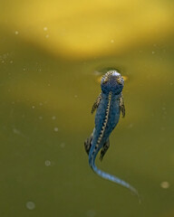 Bergmolch kommt aus der Tiefe des Teiches um nach Luft zu schnappen