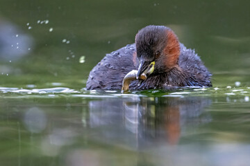 Zwergtaucher mit Fisch im Schnabel