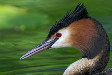 Tierportrait von einem Haubentaucher