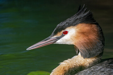 Tierportrait von einem Haubentaucher